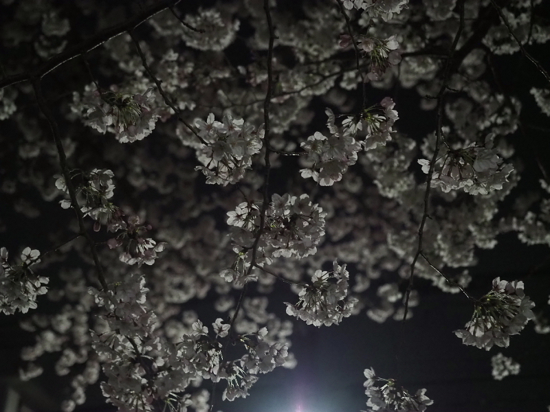 【Photo日記】深夜の満開ストリート桜は、”クール”_b0008655_21391588.jpg