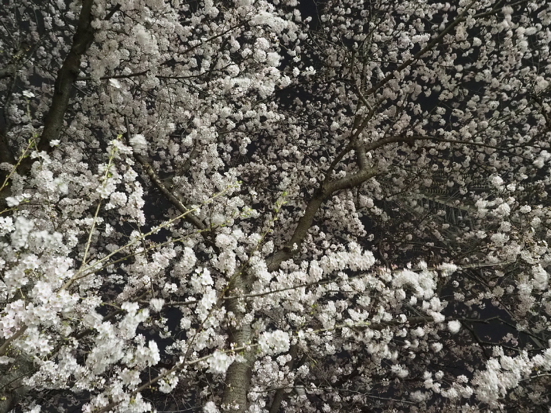 【Photo日記】深夜の満開ストリート桜は、”クール”_b0008655_21400760.jpg