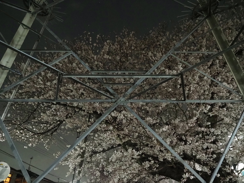 【Photo日記】深夜の満開ストリート桜は、”クール”_b0008655_21410008.jpg