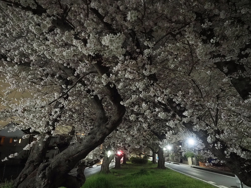 【Photo日記】深夜の満開ストリート桜は、”クール”_b0008655_21435040.jpg