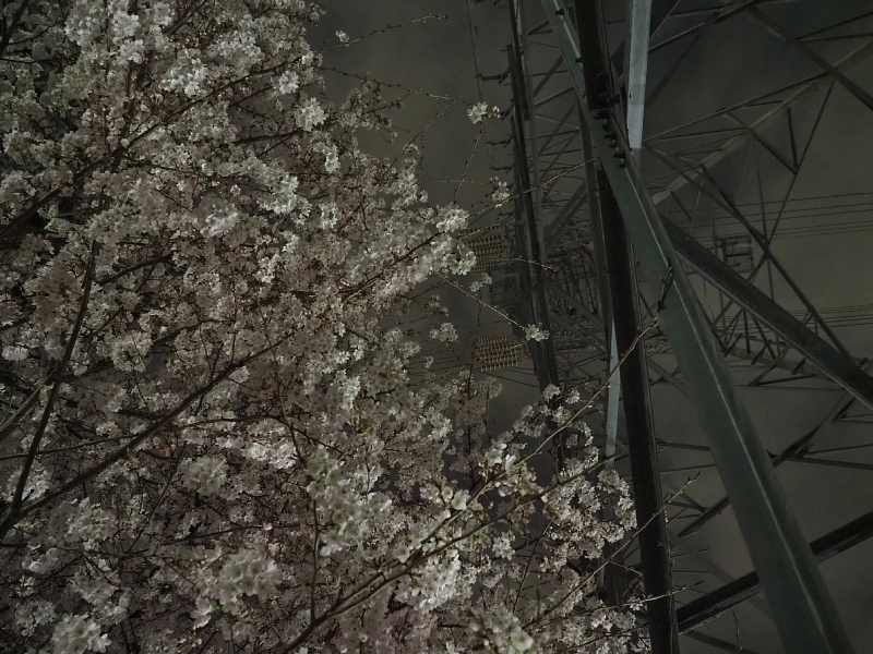 【Photo日記】深夜の満開ストリート桜は、”クール”_b0008655_21441923.jpg