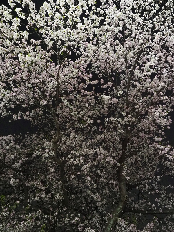 【Photo日記】深夜の満開ストリート桜は、”クール”_b0008655_21453655.jpg