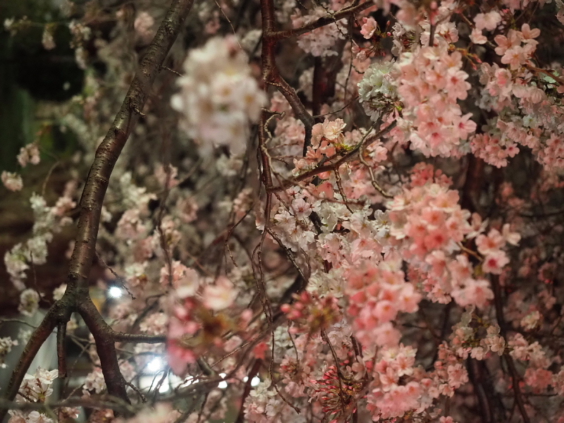 【Photo日記】深夜の満開ストリート桜は、”クール”_b0008655_21502162.jpg