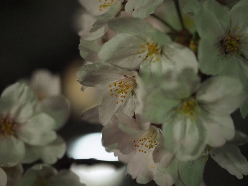 【Photo日記】深夜の満開ストリート桜は、”クール”_b0008655_21532415.jpg