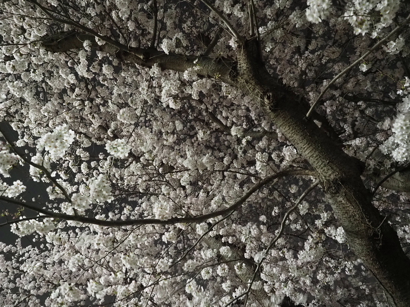 【Photo日記】深夜の満開ストリート桜は、”クール”_b0008655_22020924.jpg