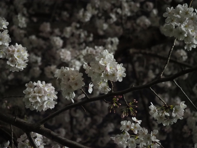 【Photo日記】深夜の満開ストリート桜は、”クール”_b0008655_22051681.jpg
