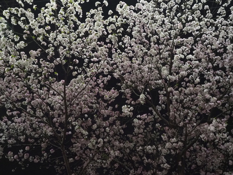 【Photo日記】深夜の満開ストリート桜は、”クール”_b0008655_22074455.jpg