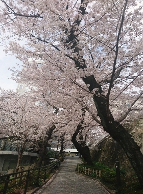 五反田の桜_a0061057_22593897.jpg