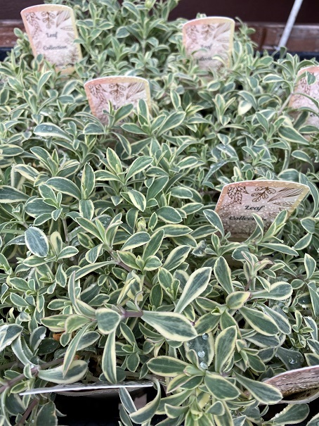 花苗入荷情報【’220331】_a0201358_11392866.jpg