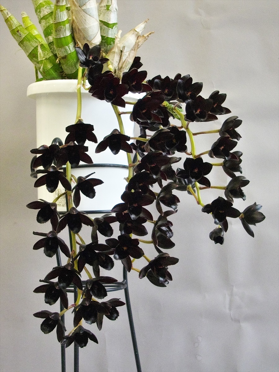 洋蘭原種 (220) 葉の綺麗な胡蝶蘭 Phal. celebensis ファレノプシス 