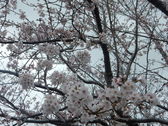 ’２２，３，３１（木）BBHの桜の公園とこの人は誰？_f0060461_08052395.jpg