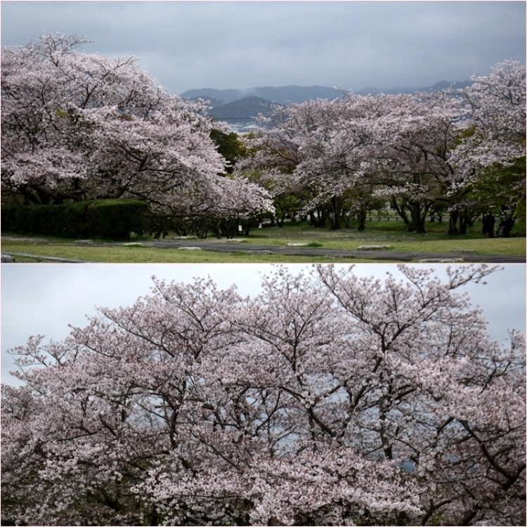 花散る大宰府散歩道。_f0016066_20061928.jpg