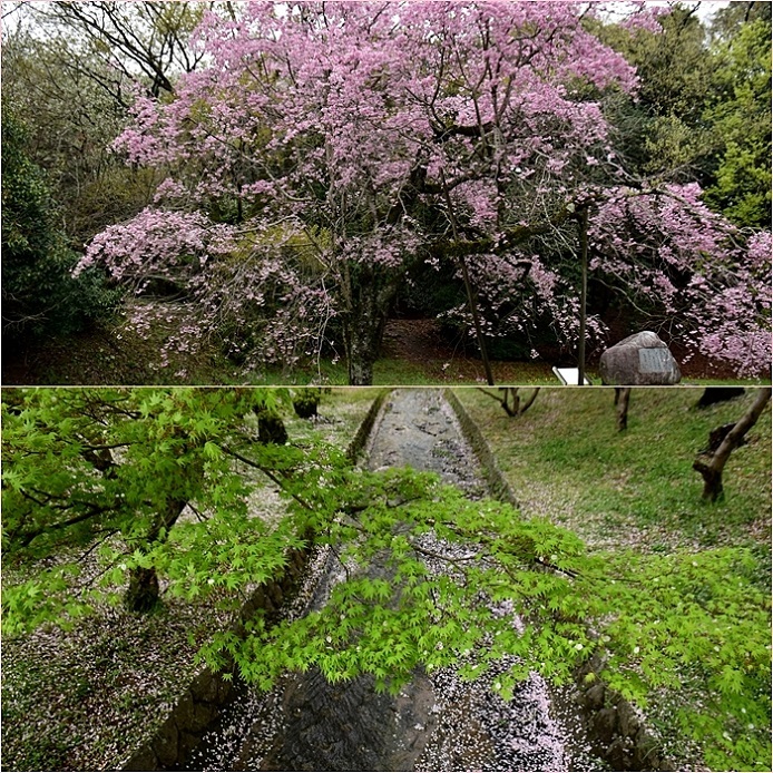 花散る大宰府散歩道。_f0016066_20085344.jpg