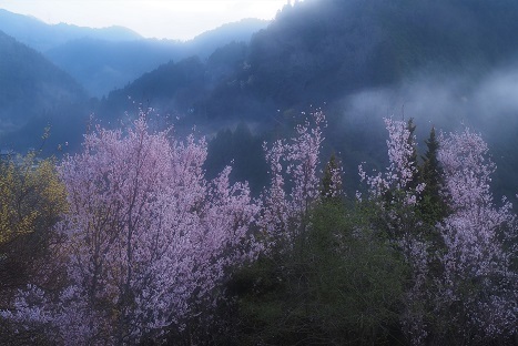 朝霧が流れる桃源郷 西吉野 : 峰さんの山あるき