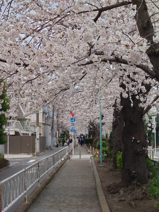 花見も盛り過ぎ、東京神奈川の桜写真をたくさんのせる2022/3/28-30_b0116271_15103322.jpg