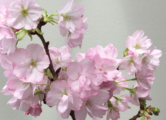 桜、満開。_b0273973_16293417.jpg