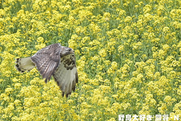 菜の花と桜のコラボ_f0059882_03553695.jpg