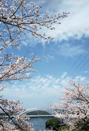 桜満開の西海橋_d0195183_20402544.jpg