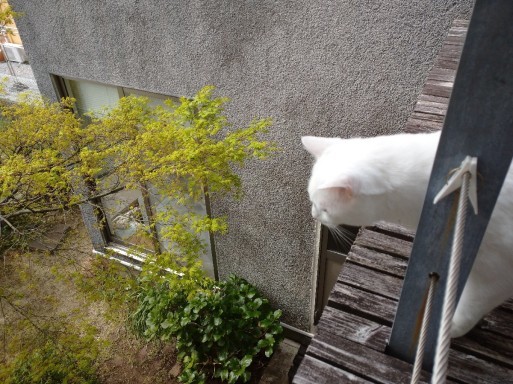 新緑と猫_f0197985_13534816.jpg