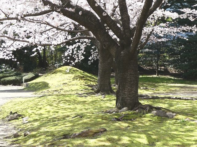 やっぱり桜を静かに眺めたくて 浜松町駅隣の旧芝離宮でのんびり ルソイの半バックパッカー旅