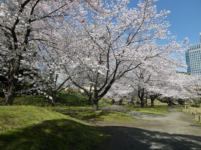 やっぱり桜を静かに眺めたくて 浜松町駅隣の旧芝離宮でのんびり ルソイの半バックパッカー旅