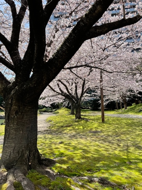 やっぱり桜を静かに眺めたくて 浜松町駅隣の旧芝離宮でのんびり ルソイの半バックパッカー旅