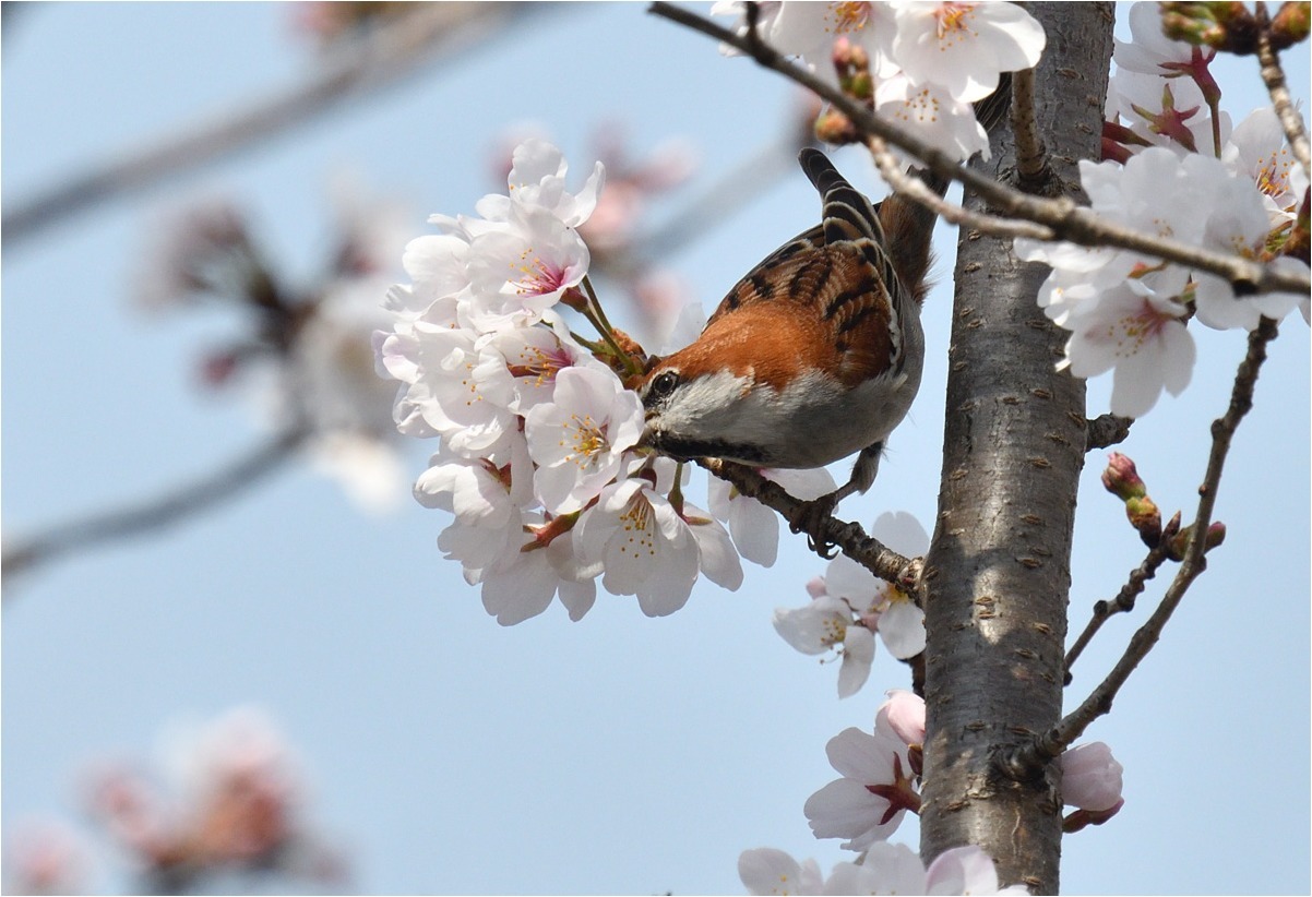 桜が咲けば...❸_a0076493_17090625.jpg