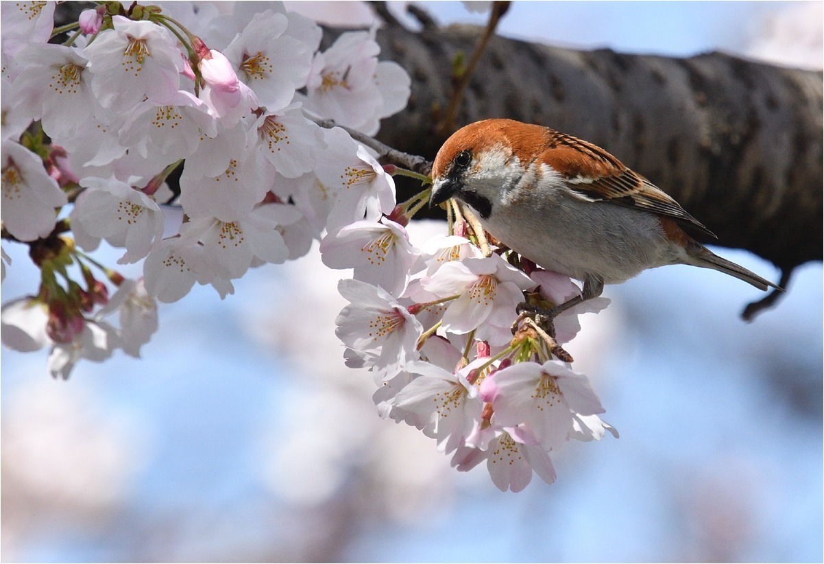 桜が咲けば...❸_a0076493_17103117.jpg