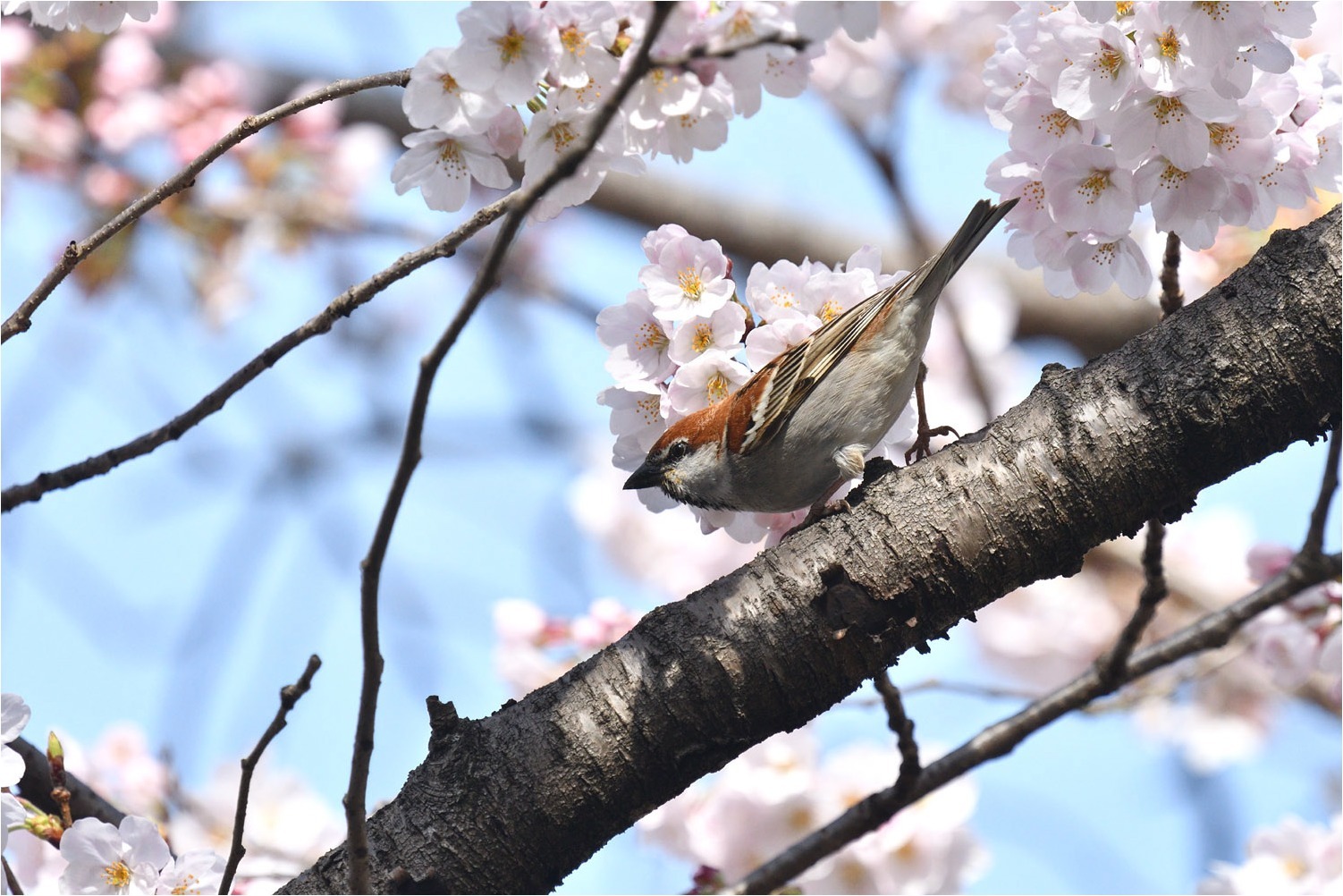 桜が咲けば...❸_a0076493_17104481.jpg