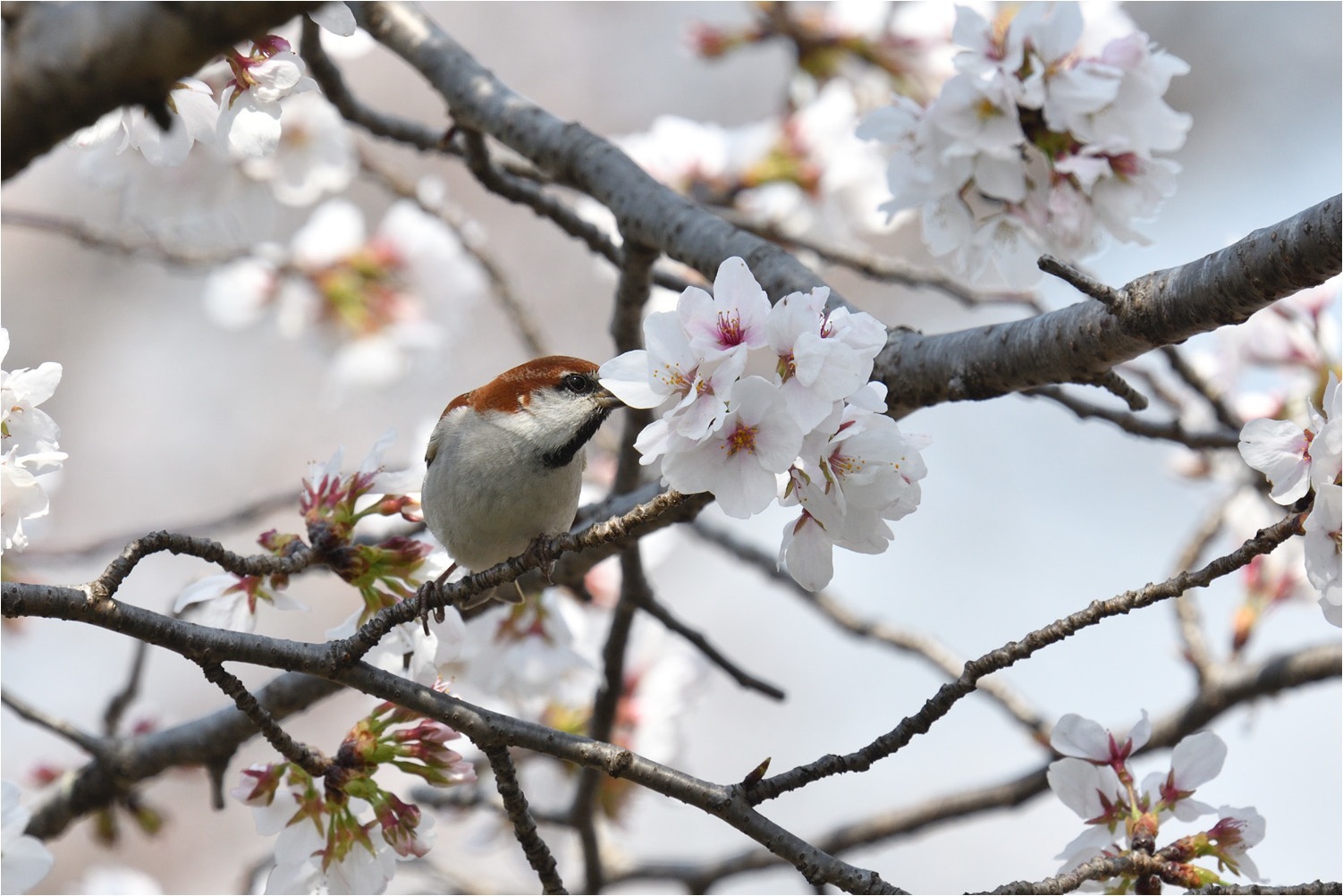 桜が咲けば...❸_a0076493_17275865.jpg