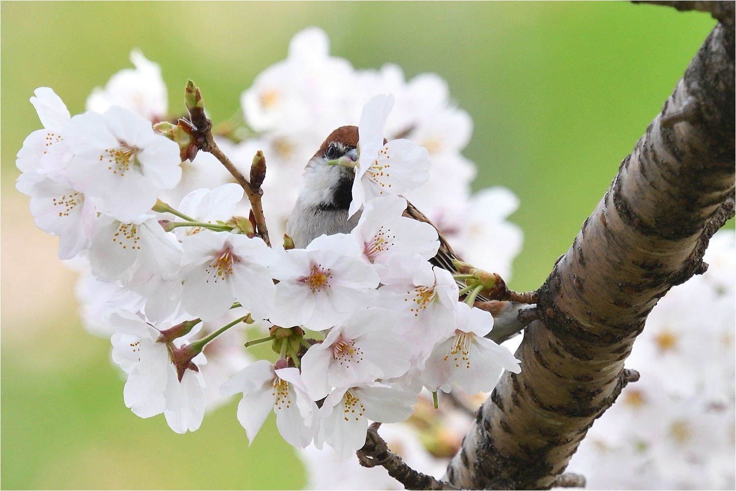 桜が咲けば...❸_a0076493_17545899.jpg