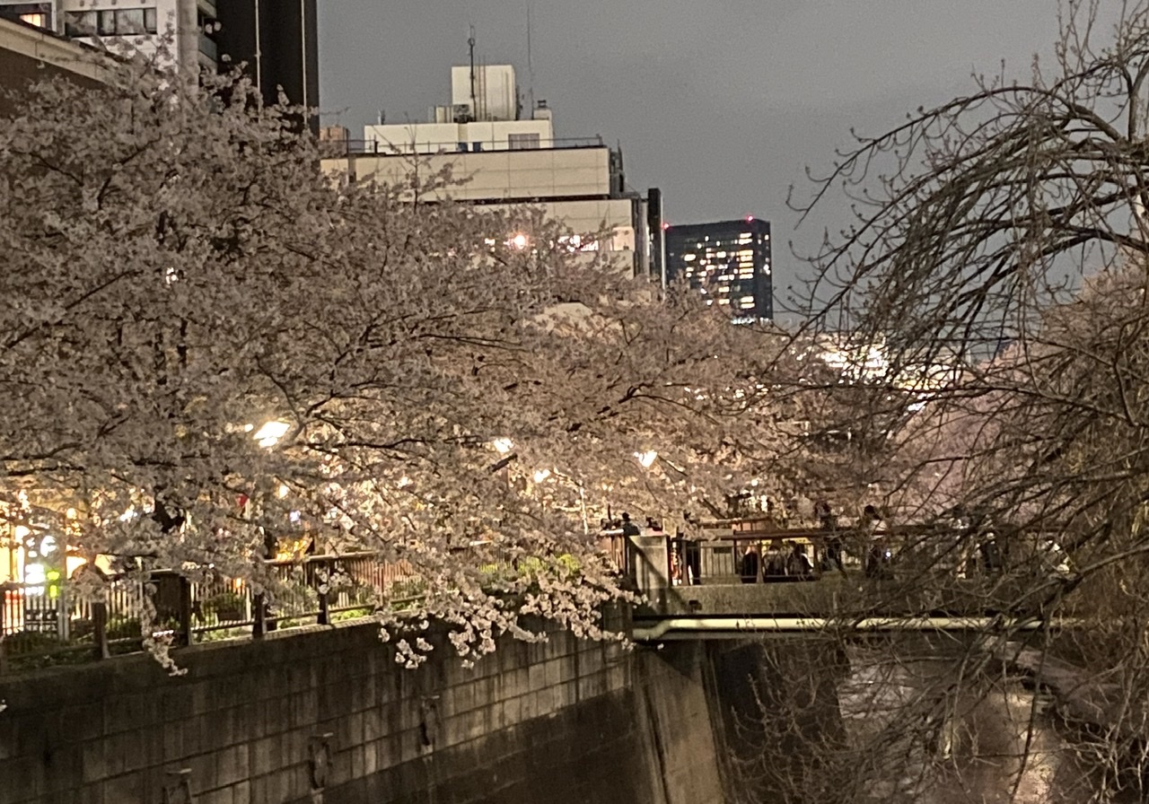 桜満開ですね。_b0018004_17111649.jpeg