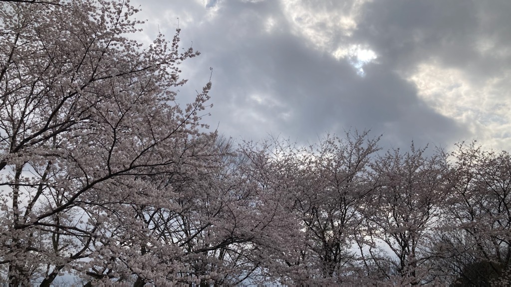 卯月 4月1日の思い出と桜 : ひとり言
