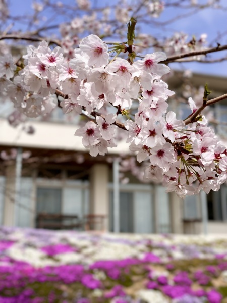『桜』と『芝桜』_f0299108_15233601.jpg