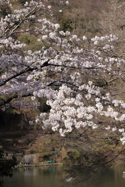 嵐山　桜盛り_e0048413_20390056.jpg