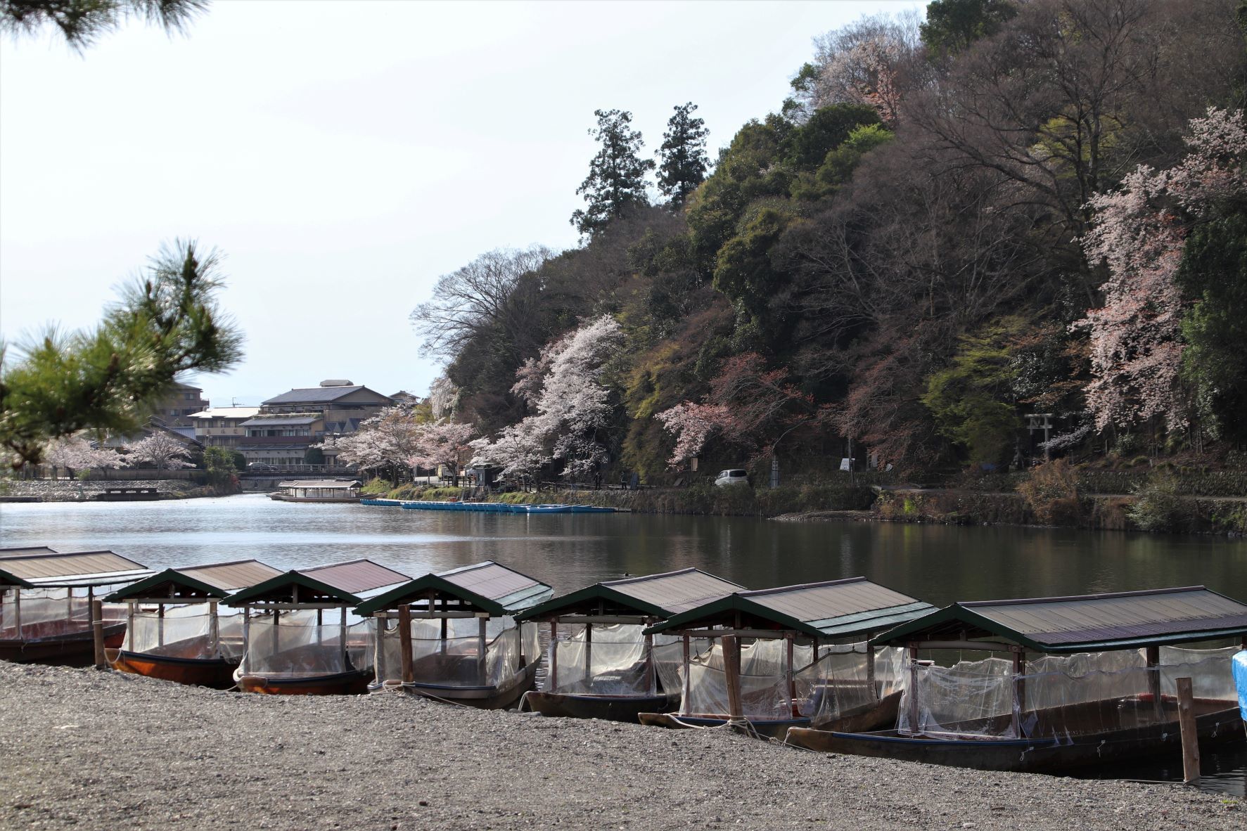 嵐山　桜盛り_e0048413_20391339.jpg