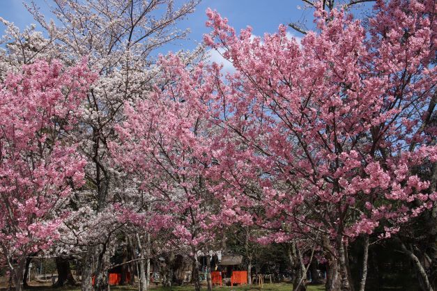 上賀茂神社　御所桜など満開に_e0048413_22462329.jpg