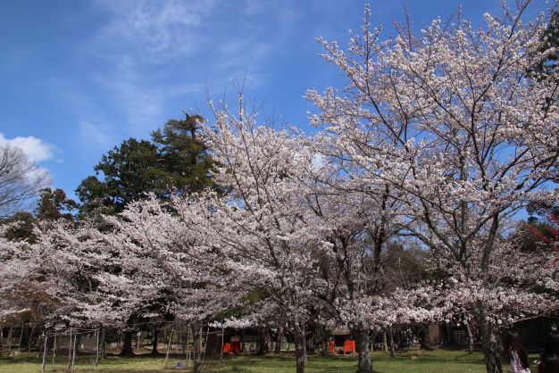 上賀茂神社　御所桜など満開に_e0048413_22462899.jpg