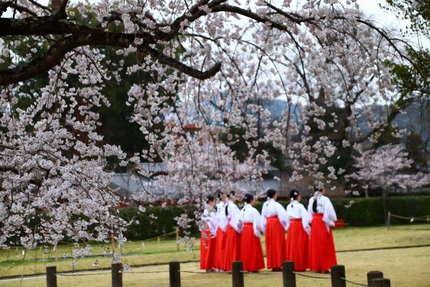 上賀茂神社　御所桜など満開に_e0048413_22463305.jpg