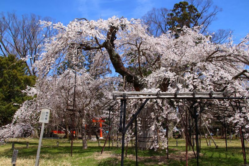 上賀茂神社　御所桜など満開に_e0048413_22464544.jpg