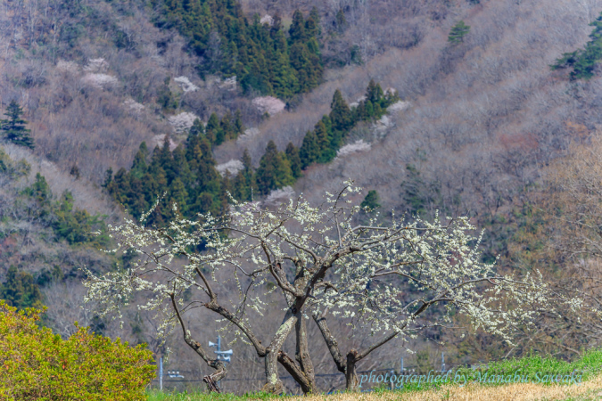 秩父の桜_b0010915_23153123.jpg