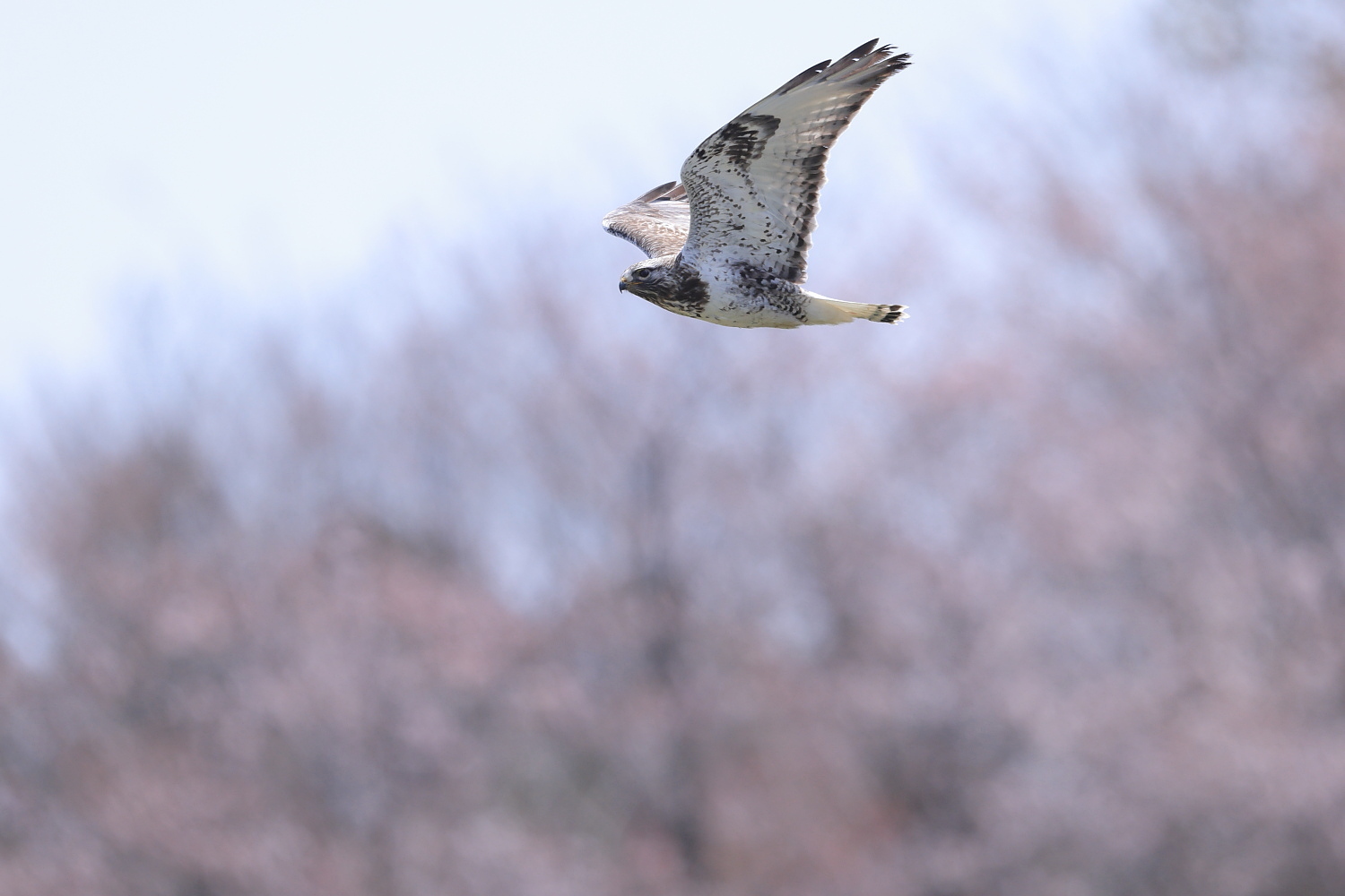 ケアシノスリ 桜背景に_f0369315_09524041.jpg