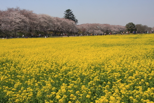 黄色の菜の花とピンク色の桜の花々が延々続く雄大な花園_a0113718_15470958.jpg