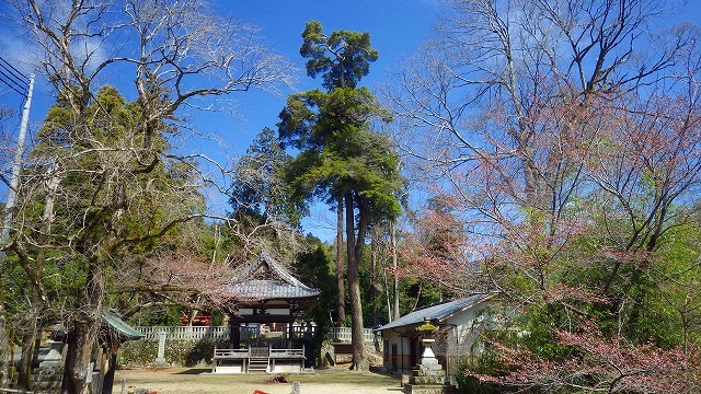 2022.3.27 三好山・摂津峡_c0367922_21054758.jpg