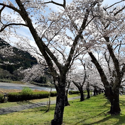お花見シーズン その4_f0129726_18055902.jpg