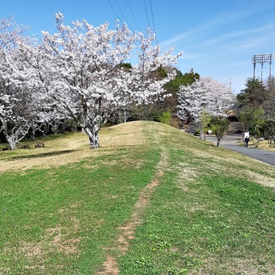 お花見シーズン その4_f0129726_18155141.jpg