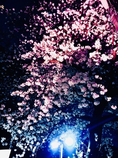 SAKURA_a0168628_23170367.jpeg