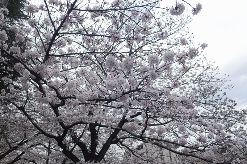 始まりの4月_a0318033_08372149.jpg
