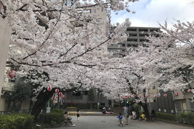 今年の桜&#127800;総集編　気が早い？_d0027243_08495141.jpg