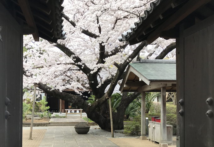 今年の桜&#127800;総集編　気が早い？_d0027243_08511183.jpg